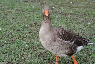 Close-up of a bird on land