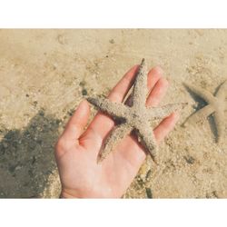 Cropped hand holding starfish at beach