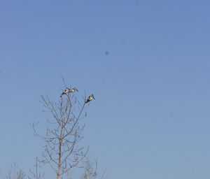 Low angle view of bird perching on tree against clear blue sky