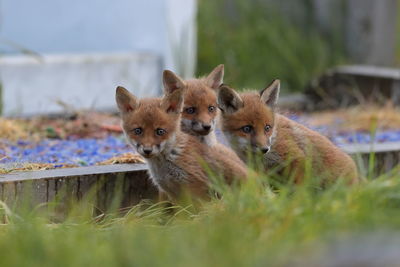 Red fox cubs outside their den