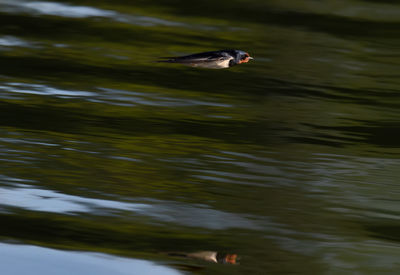 Ducks swimming in lake