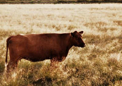 Side view of cow on field