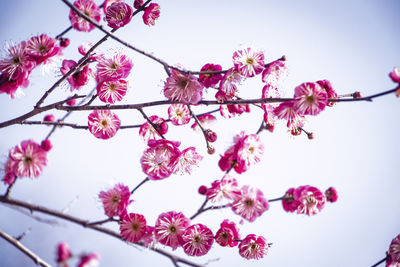 Low angle view of cherry blossoms against sky