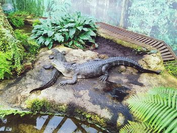 High angle view of crocodile in zoo