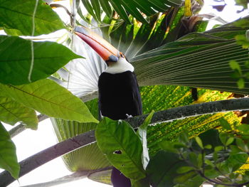 Close-up of a bird on tree