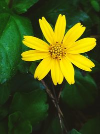 Close-up of yellow flowering plant