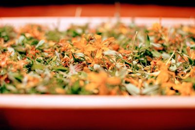 Close-up of st.john's wort