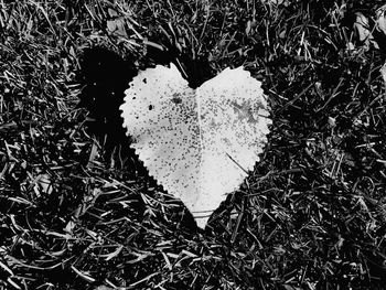 Close-up of heart shape grass