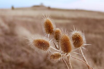 Close-up of thistle against sky