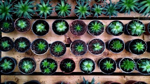 Directly above shot of plants in greenhouse