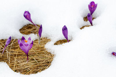 Close-up of snow on field against white background