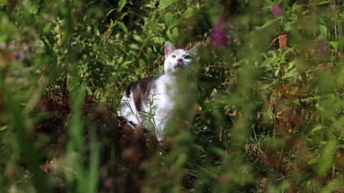 View of cat on field