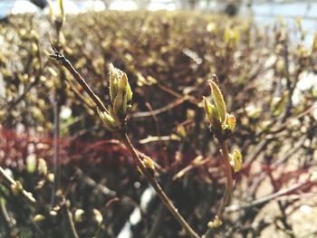 Close-up of plants growing on field