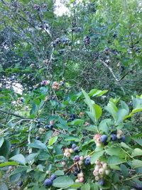 Fruits growing on tree