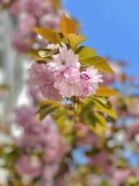 Close-up of pink cherry blossoms