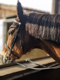 Side view of horse standing in stable