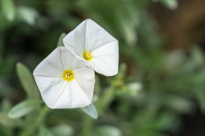 Close-up of white flowering plant