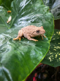 Close-up of frog on leaf