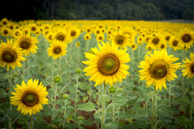 View of sunflowers on field