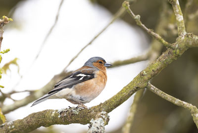 Close-up of bird perching on branch