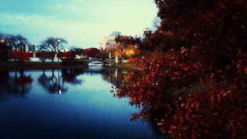 Reflection of trees in water