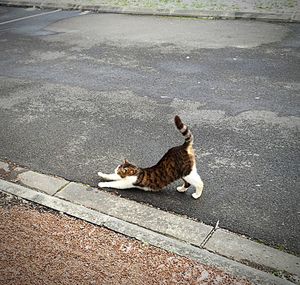 Cat on road