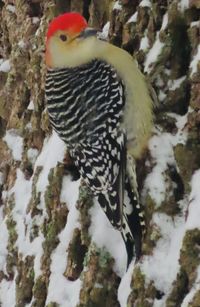 Close-up of a bird in snow