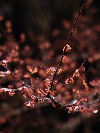 Close-up of cherry blossoms in spring