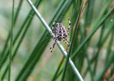 Close-up of spider on web