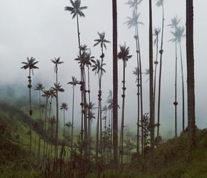 Palm trees on field against sky