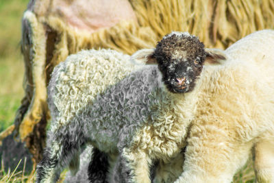 Close-up portrait of sheep