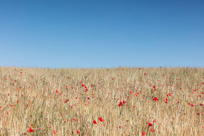 Close-up of flowering plants on field against clear sky