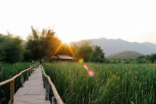 grass, sun, clear sky, tranquil scene, tranquility, field, sunset, landscape, lens flare, scenics, beauty in nature, sunlight, grassy, nature, tree, growth, sunbeam, rural scene, the way forward, green color