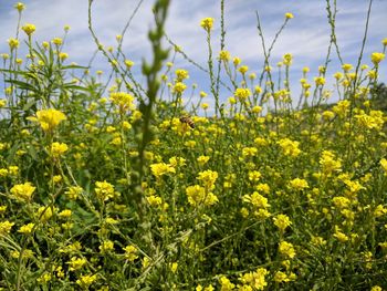 Yellow flowering plants on field