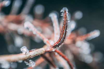 Close-up of frost on tree during winter