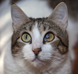 Close-up portrait of cat