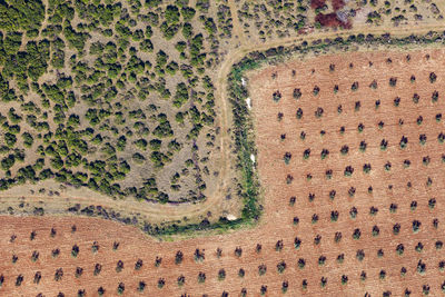 High angle view of tree trunk