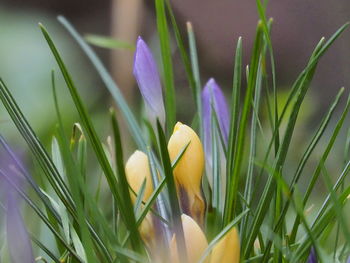 Close-up of fresh purple crocus flowers