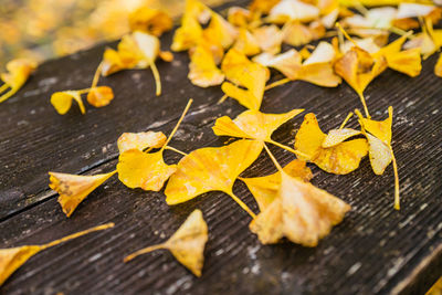 High angle view of maple leaves on wooden table