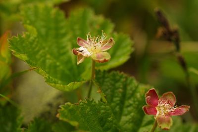 Close-up of honey bee on flower