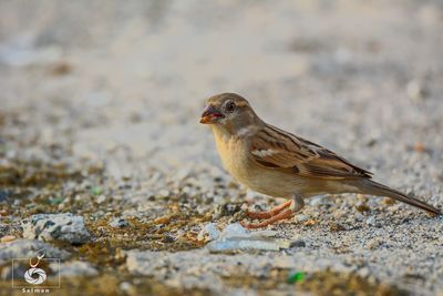 Close-up of sparrow perching outdoors