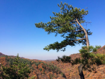 Low angle view of tree against clear blue sky