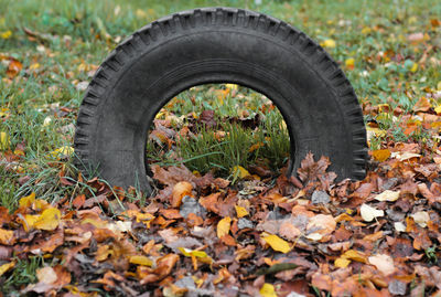 Close-up of autumn leaves on dirt road