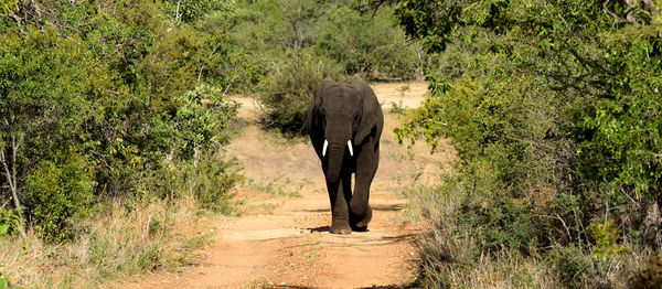 Elephants on field