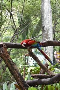 Bird perching on a tree