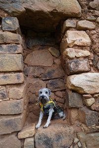 Dog sitting on stone wall