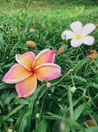 Close-up of frangipani on field