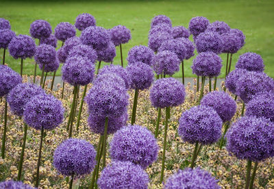 Close-up of fresh purple flowers in field