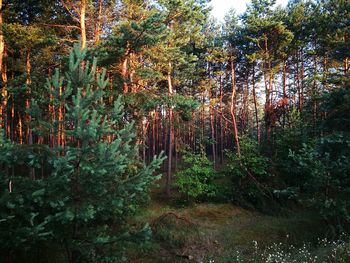 Trees in forest