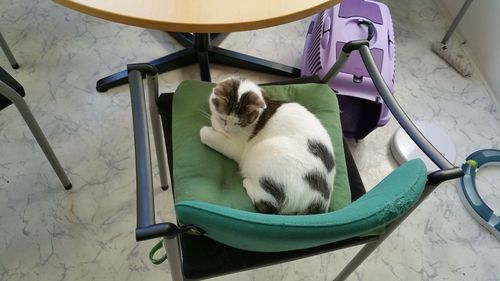 High angle view of cat sitting on table